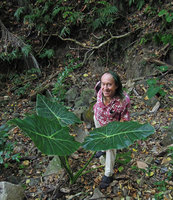 Patrick Blanc and Alocasia balgooyi, Lembeh, Sulawesi, Aug. 2015