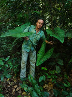 Patrick Blanc and Alocasia princeps, Poring, Kinabalu NP, Sabah, Borneo, July 2022