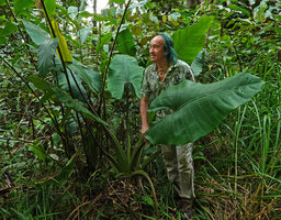 Patrick Blanc and Alocasia scabriuscula, Deramakot FR, Sabah, Borneo, July 2022