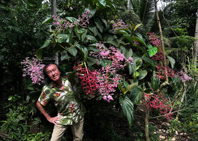 Patrick Blanc and a Medinilla with huge inflorescences, most probably close to M. teysmannii, Apolong, Negros Oriental, Philippines, Jan. 2025