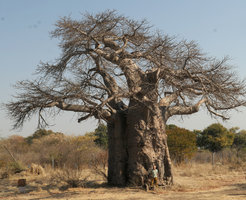 Patrick Blanc and an old Baobab, Kasane, Botswana, Sept. 2017