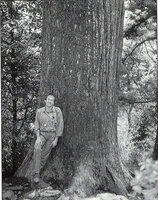 Patrick Blanc and an old Cryptomeria japonica during the CCVS expedition Ginkgo 98, Tianmu Shan, China, April 1998