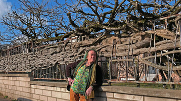 Patrick Blanc and an old interlaced Wisteria around a grid, Brunoy, France, Feb. 2022