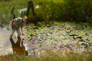 Patrick Blanc and Nymphaea amazonum, mixed population of green leaved and anthocyanic brown leaved individuals, an unusual situation in full sun habitat, Barranquilla, Colombia, Nov. 2016.jpeg