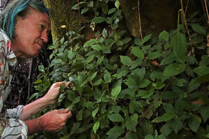 Patrick Blanc and a population of Dorstenia sp. in the spay of a waterfall in forest understory, way to Bondwa Peak, 1100 m asl, Uluguru Mts, Tanzania, Jan. 2021