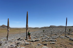Patrick Blanc and a population of Lobelia rhynchopetalum, dead after flowering and setting capsular fruits, Sanetti Plateau, Bale NP, Ethiopia, Jan. 2019