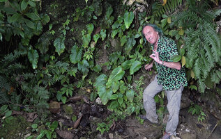 Patrick Blanc and a population of Monophyllaea ramosa on a shaded vertical rocky bank, Manusela NP, 800 m asl, Seram, Moluccas, April 2024