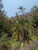 Patrick Blanc and a population of Phoenix reclinata, Victoria Falls, Zambia, Sept. 2017