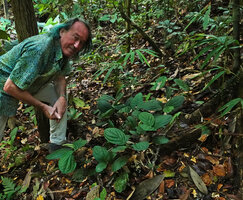 Patrick Blanc and a population of the carpeting subshrubby Piper cf. vestitum, Sepilok FR, Sabah, Borneo, July 2022 