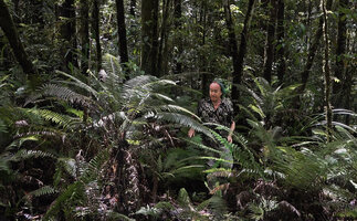 Patrick Blanc and a population of the small treefern Alsophila cf. perpelvigera, Manusela NP, 1000 m asl, Seram, Moluccas, April 2024