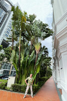 Patrick Blanc and a Ravenala madagascariensis clump in front of the raffles Hotel, Singapore, March 2022