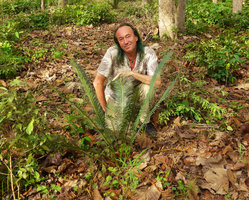 Patrick Blanc and a small Cycas species with bright glaucous leaves, Khon Kaen, Thailand, June 2016