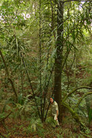 Patrick Blanc and a stemless Attaleoid palm, Lagos de Menegua, Puerto Lopez, Meta, Colombia, Oct. 2016