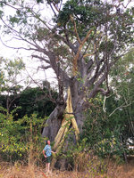 Patrick Blanc and a strangling Ficus installed in a baobab, Likoma Island, Malawi, Aug. 2017