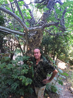 Patrick Blanc and a strangling individual of Ficus carica, Buyukada, Prince&#039;s island, Istanbul, Sept. 2015