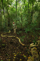 Patrick Blanc and a superficial snake like root of Lagerstroemia calyculata, Cat Tien NP, Vietnam,Nov. 2019