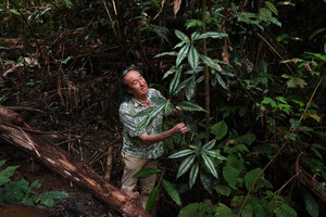Patrick Blanc and a tall form with bright silver leaves of Amischotolype gracilis, S. Kongkoi, Negeri Sembilan, Malaysia, April 2023