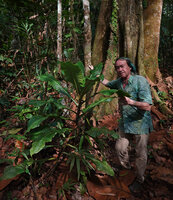 Patrick Blanc and a tall green leaved form of Amischotolype monosperma, Kuala Woh FR, Perak, Malaysia, April 2023