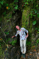 Patrick Blanc and a tiny Pilea, probably a form of Pilea depressa carpeting a seeping shaded rock, La Farola, Baracoa, Cuba, Feb. 2017