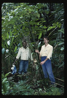 Patrick Blanc and Augustin under Anchomanes difformis, Makokou, Gabon, Dec. 1983