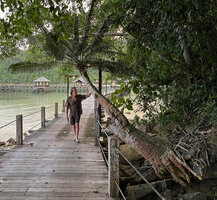 Patrick Blanc and a very old Cycas edentata, Pulau Gaya, Sabah, Borneo, July 2022