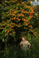 Patrick Blanc and a wide leaf form of Bauhinia kockiana in full bloom at forest edge, Johore, Malaysia, April 2017