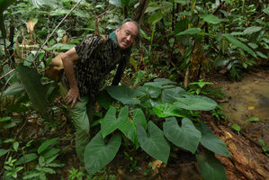 Patrick Blanc and a Xanthosoma with velvet leaves, probably X. daguense var. amargalense, El Amargal, Arusi, Choco, Colombia, Nov. 2016