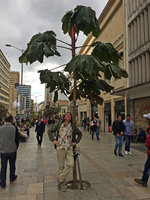 Patrick Blanc and a young Cecropia telealba planted in the center streets of Bogota, Colombia, Oct. 2016