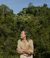 Patrick Blanc and Bauhinia pottsii climbing in forest canopy, exhibiting its bright silvery white bracteal leaves, Khao Sok NP, Thailand, Dec 2015