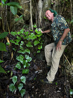 Patrick Blanc and Begonia cf. acuminatissima on vertical karst boulder, Lazi, Siquijor, Philippines, Jan. 2025