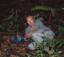Patrick Blanc and Begonia pavonina exhibiting a strong blue iridescence under perpendicular flash light, Cameron Highlands, Malaysia, Aug. 2003