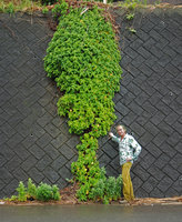 Patrick Blanc and Boehmeria biloba covering a stone wall, Izu Peninsula, Japan, June 2008