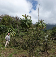 Patrick Blanc and branched flowering Lobelia giberroa in a recently deforested area, Harenna forest 2300 m asl, Bale NP, Ethiopia, Jan. 2019