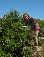 Patrick Blanc and Cerbera odollam on seashore karst, Pacitan, Java, May 2018