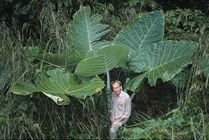 Patrick Blanc and Colocasia gigantea, Perak, Malaysia, 2003