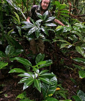 Patrick Blanc and Costus laevis,Terco, Nuqui, Choco, Colombia, Nov. 2016