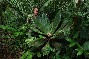 Patrick Blanc and Cybianthus anthuriophyllus in forest understory, Yasuni NP, Ecuador, Aug. 2021