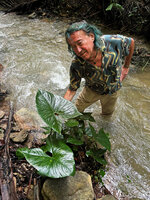 Patrick Blanc and Cyrtosperma merkusii as a rheophyte, Siquijor, Philippines, Jan. 2025