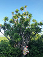 Patrick Blanc and Dracaena cochinchinensis, Nui Chua NP, Vietnam, Nov. 2019