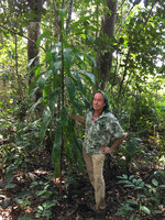 Patrick Blanc and Dracaena fragrans in a disturbed forest, Ebodje, Campo, Cameroon, March 2018