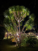 Patrick Blanc and Dracaena multiflora planted in a garden, Dauin, Negros Oriental, Philippines, Jan. 2025
