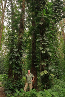 Patrick Blanc and Epipremnum pinnatum climbing along tree trunks, South China Botanical Garden, Guangzhou, China, Aug. 2018