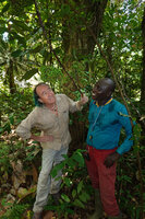 Patrick Blanc and Eric Ngansop observing the maturing infructescence of Ampelopsis africana, Ebodje, Campo, Cameroon, Sept. 2023