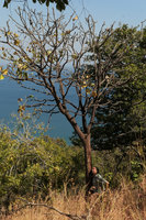 Patrick Blanc and Erythrina abyssinica, Lake Malawi NP, Aug. 2017