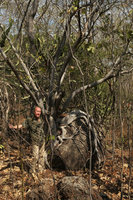 Patrick Blanc and Ficus abutilifolia, Mumbo Island, Lake Malawi NP, Aug. 2017