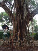 Patrick Blanc and Ficus microcarpa on a rainy day, Hong Kong, Jan 2016
