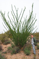Patrick Blanc and Fouquieria splendens, Saguaro NP, Arizona, Feb. 2010