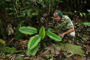 Patrick Blanc and Goeppertia majestica, Yasuni NP, Ecuador, Aug. 2021