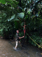 Patrick Blanc and Heliconia longa,Terco, Nuqui, Choco, Colombia, Nov. 2016