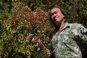 Patrick Blanc and Heterocentron subtriplinervium, an unusually pinnately nerved Melastomataceae, Sacapulas, Quiche, Guatemala, Dec. 2019